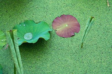 回击缺乏多样性！国外玩家PS《黑神话：悟空》女猴子和黑人猴子